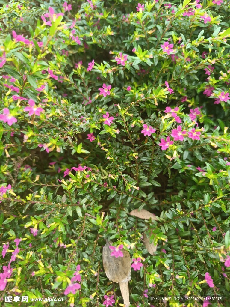 繁茂花丛中的美丽景致