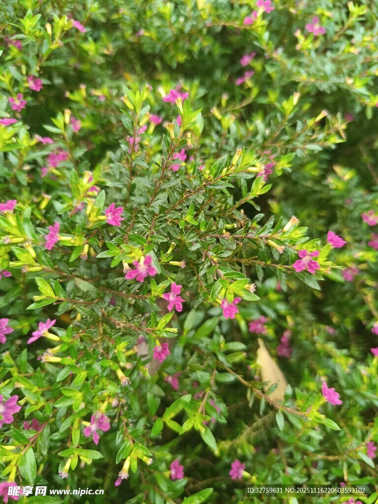 绿叶间绽放的粉色小花