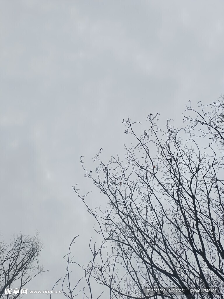 冬日枯树与阴沉天空
