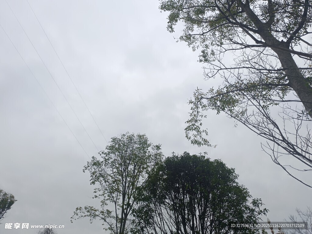 阴天里的树木景观