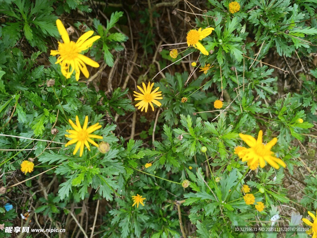 金黄小花绽放绿叶间