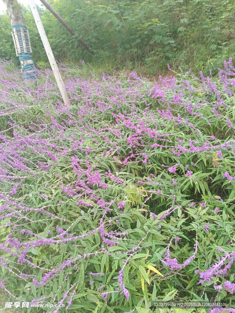 紫色花丛绽放的美丽景象