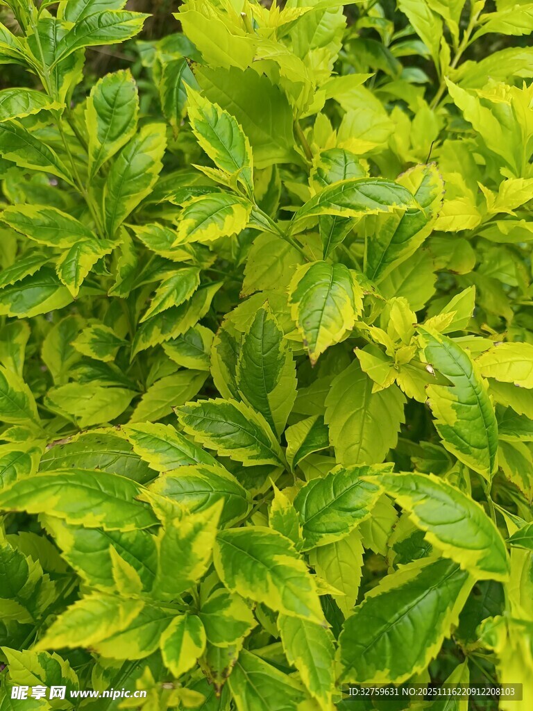 黄绿相间的斑斓叶片