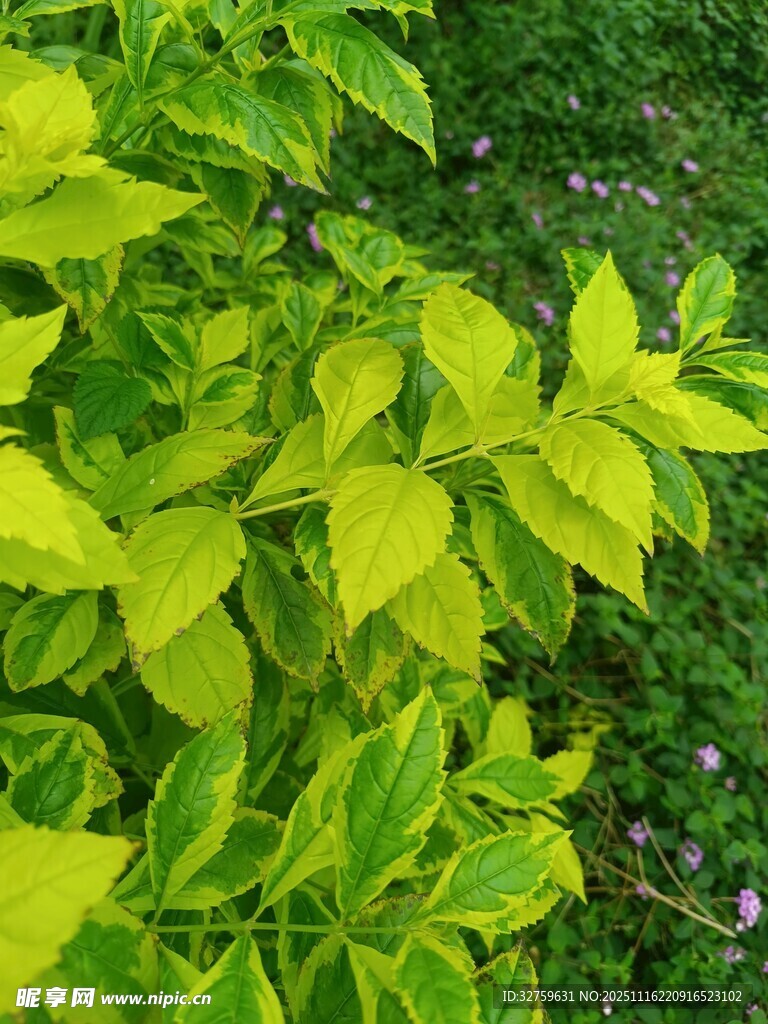 翠绿鲜亮的生机叶片