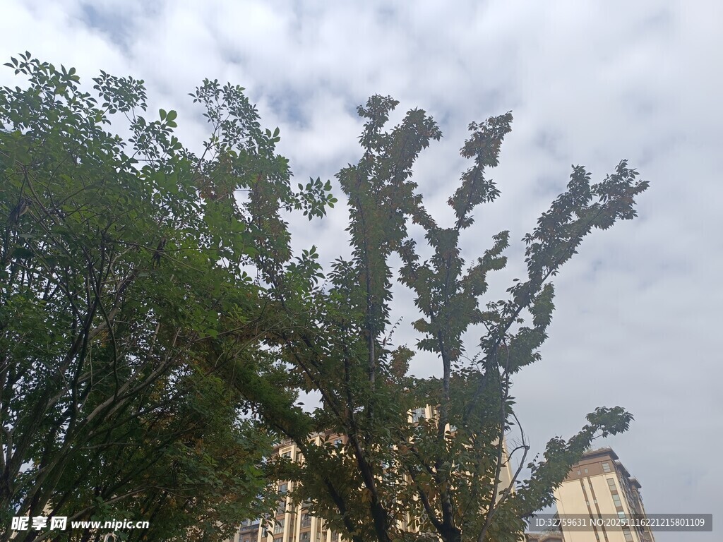 城市中枝叶繁茂的绿树