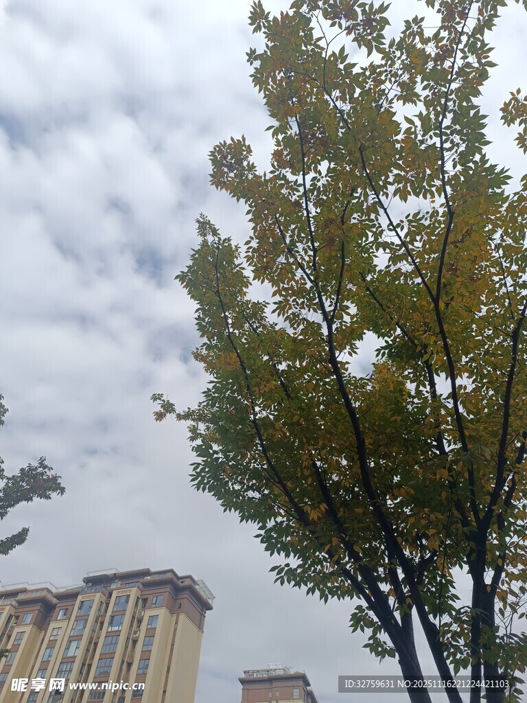 城市中挺拔的绿树