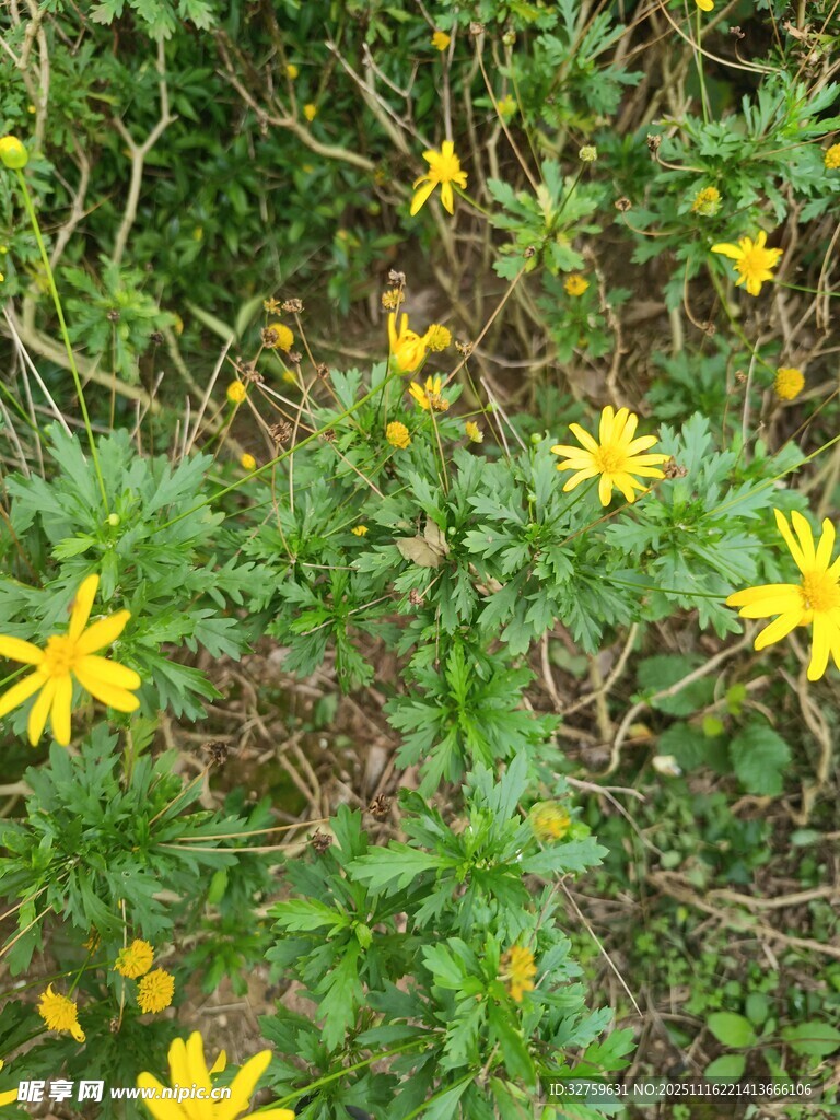 野外绽放的黄色小花