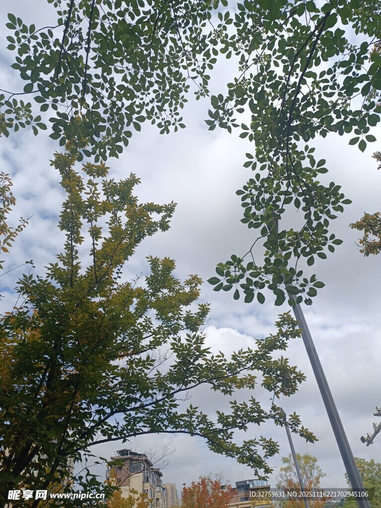 秋日林间树梢与天空