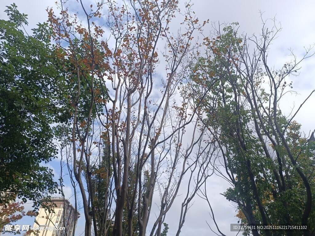 枯树与绿树相映的景致