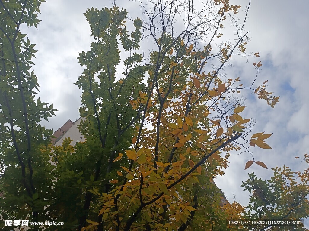 秋日山林多彩树木景观