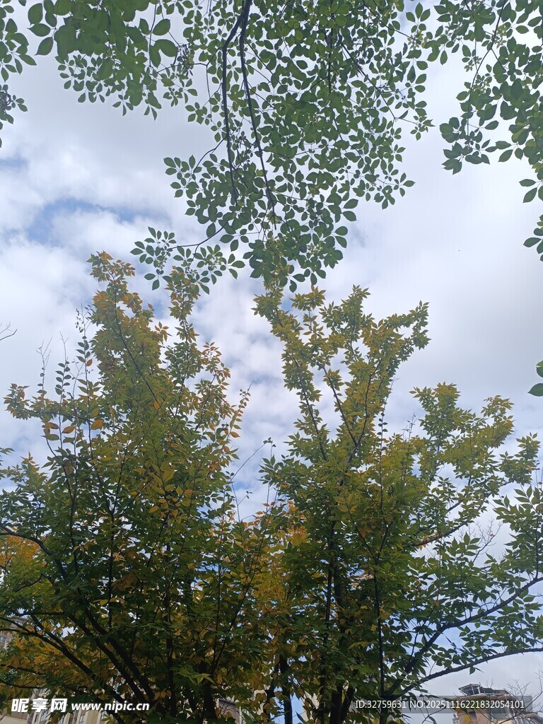 蓝天绿树风景图