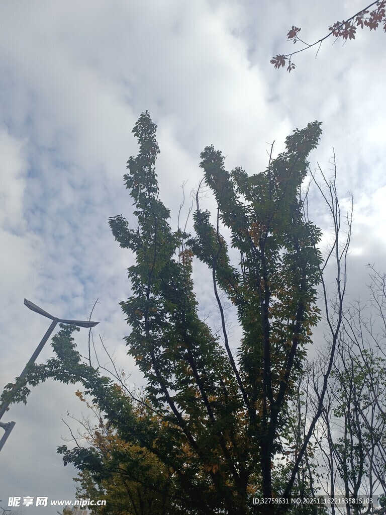 天空下的树木与风车