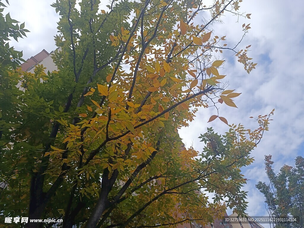 秋日黄叶树木风景图