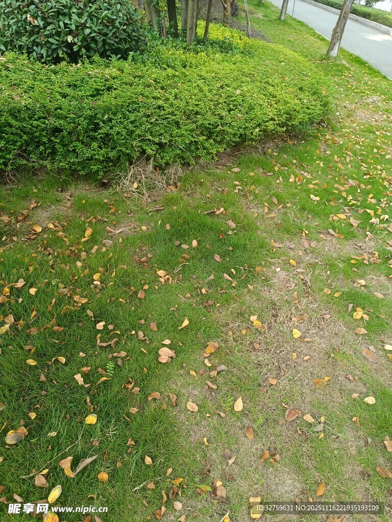 路边草地落叶景观