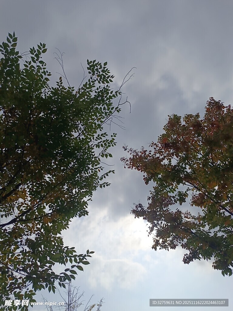 秋日树梢与阴沉天空