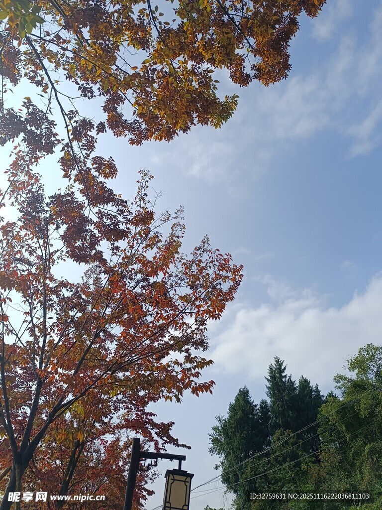 秋日红叶蓝天美景