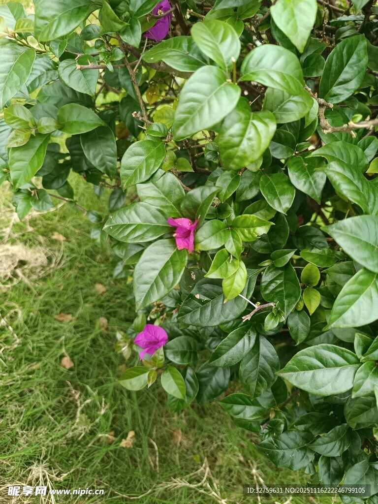 绿叶丛中的艳丽紫花