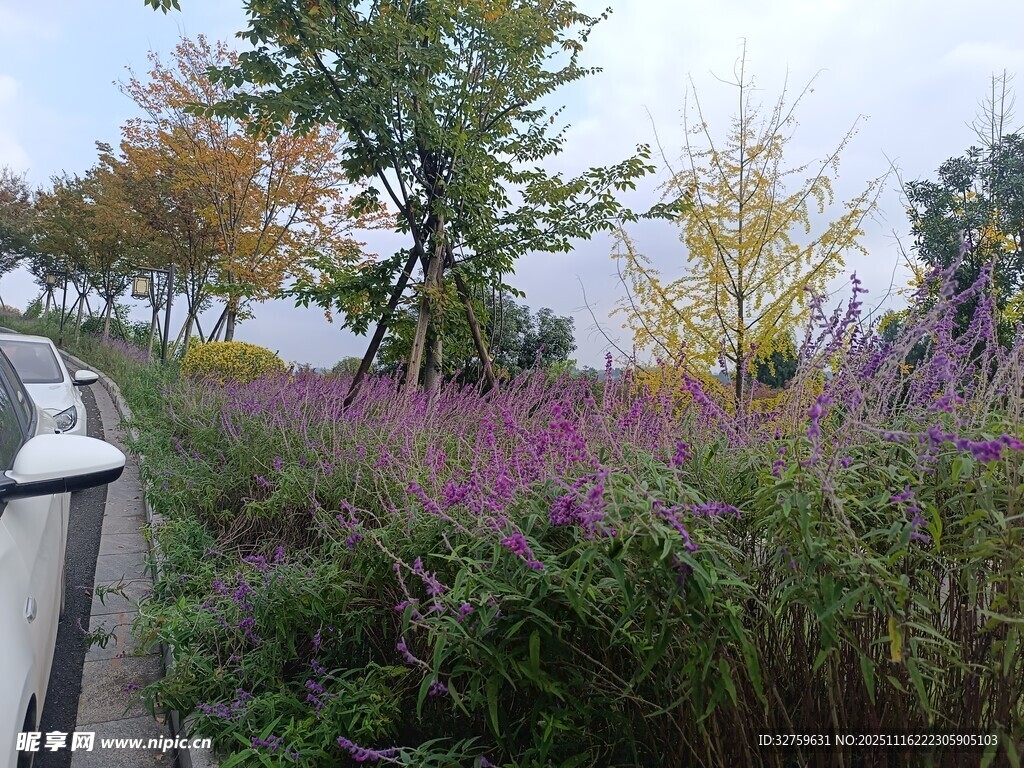 秋日路边绚烂的紫色花丛