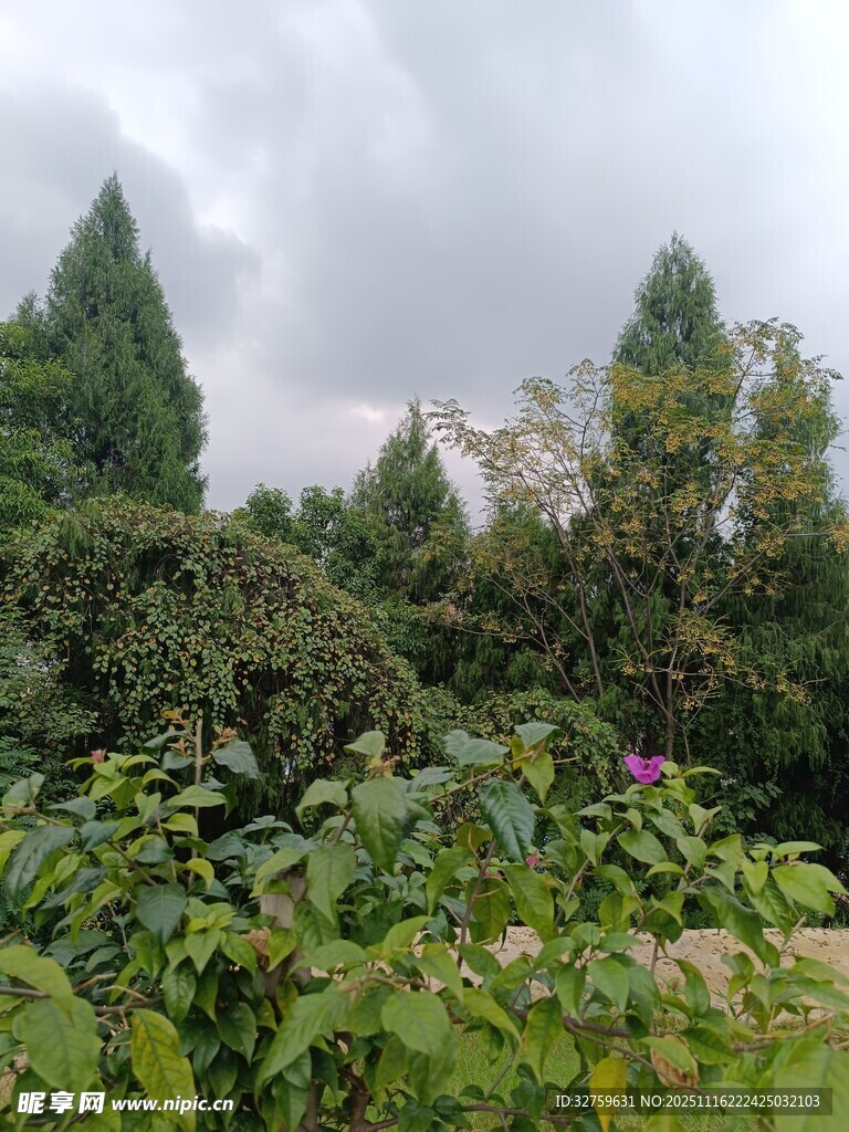 繁茂绿植中的自然景致