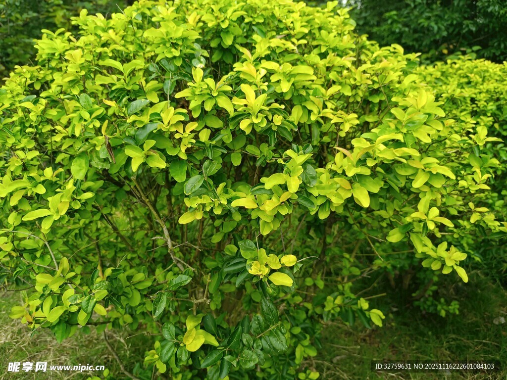 翠绿繁茂的灌木植物