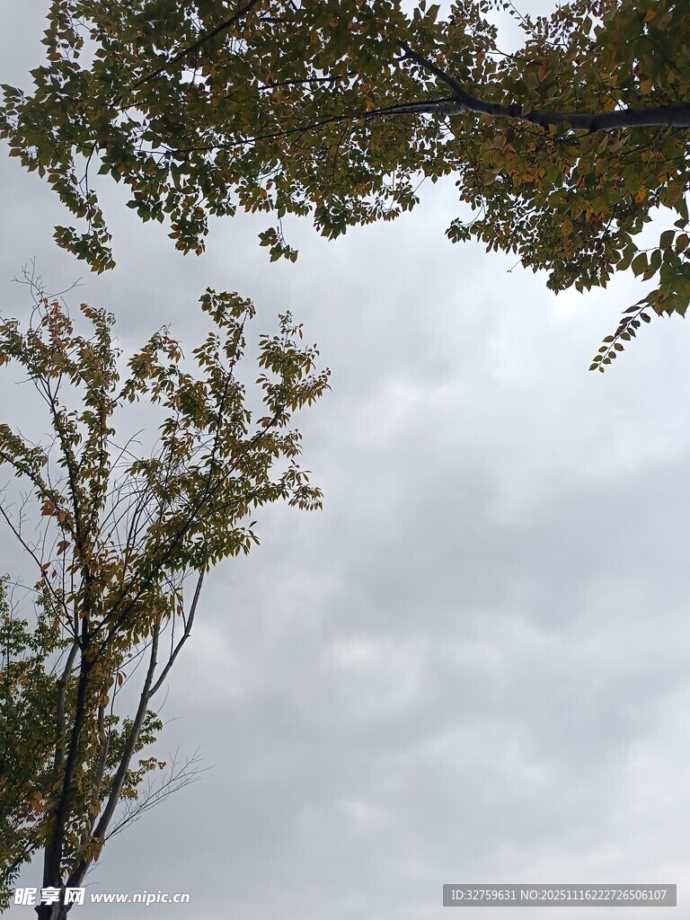 仰视树木与天空景象