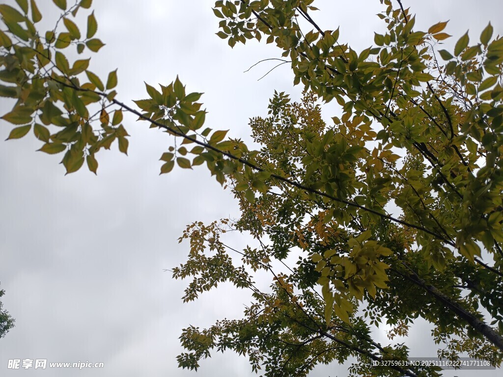 枝叶繁茂的树木