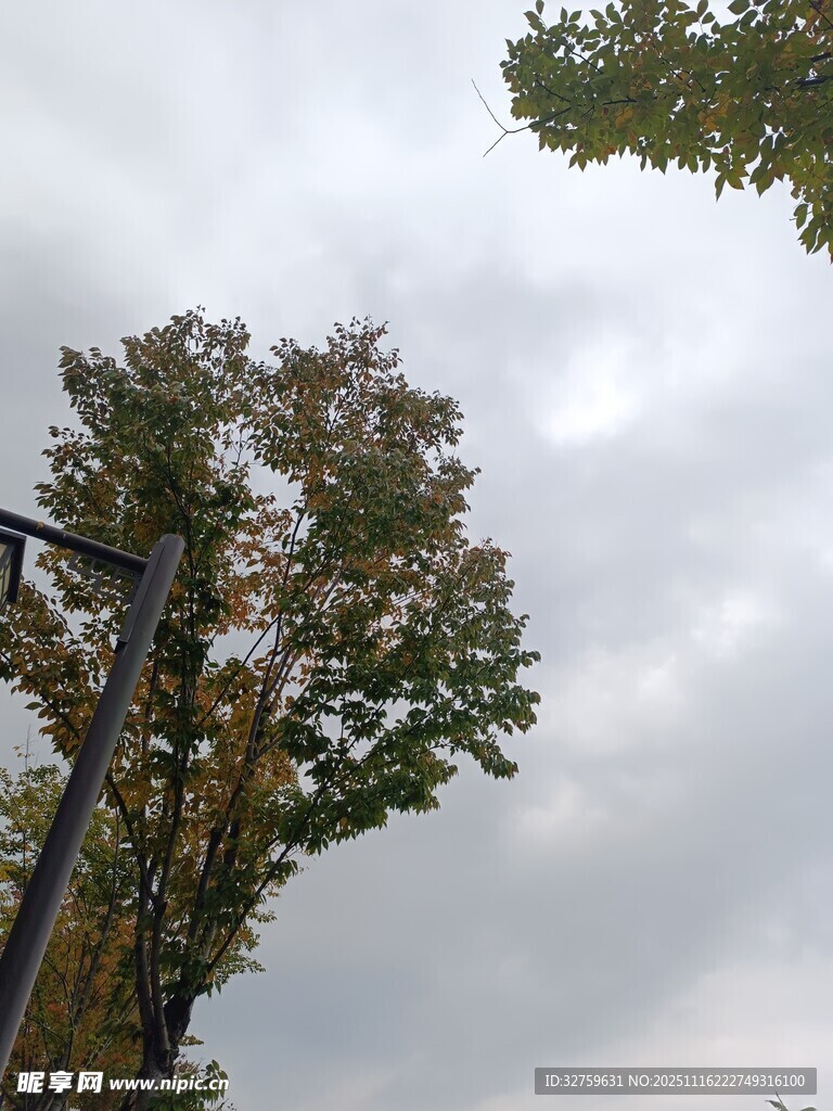 秋日树梢与天空景致