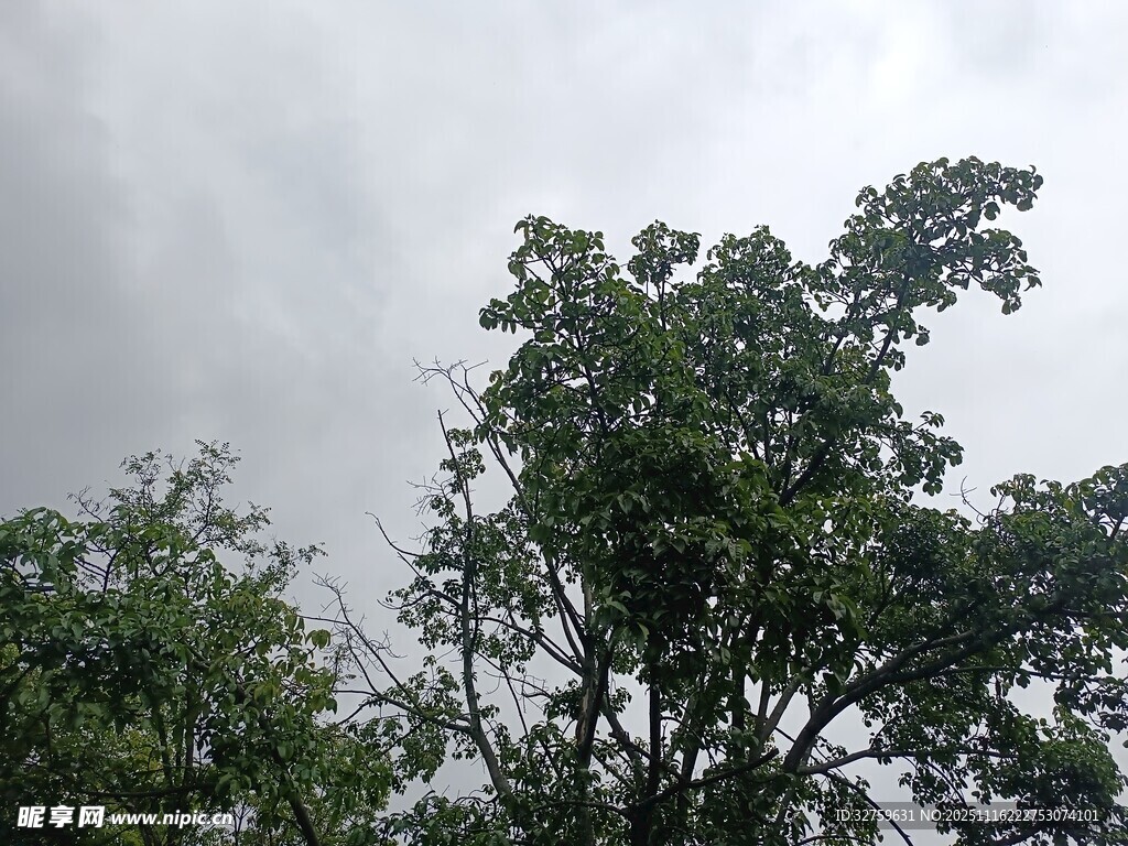 阴天里的葱郁树木