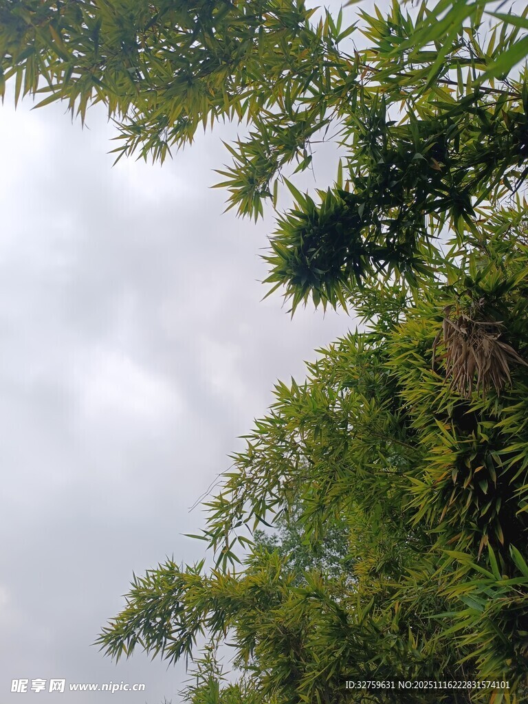 仰视茂密树林与天空