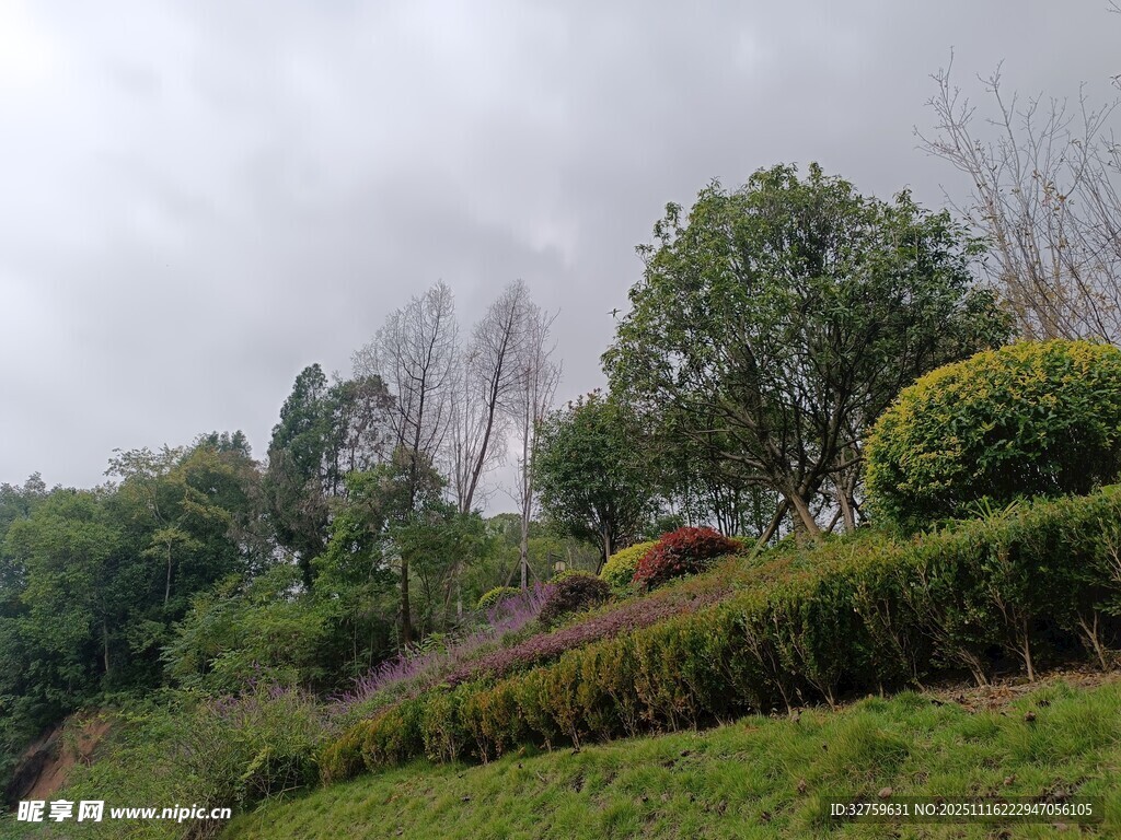 绿意盎然的山坡景观