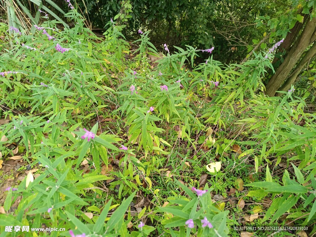 繁茂绿植中的多彩野花