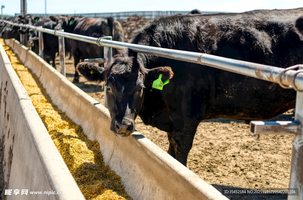 黄牛养殖