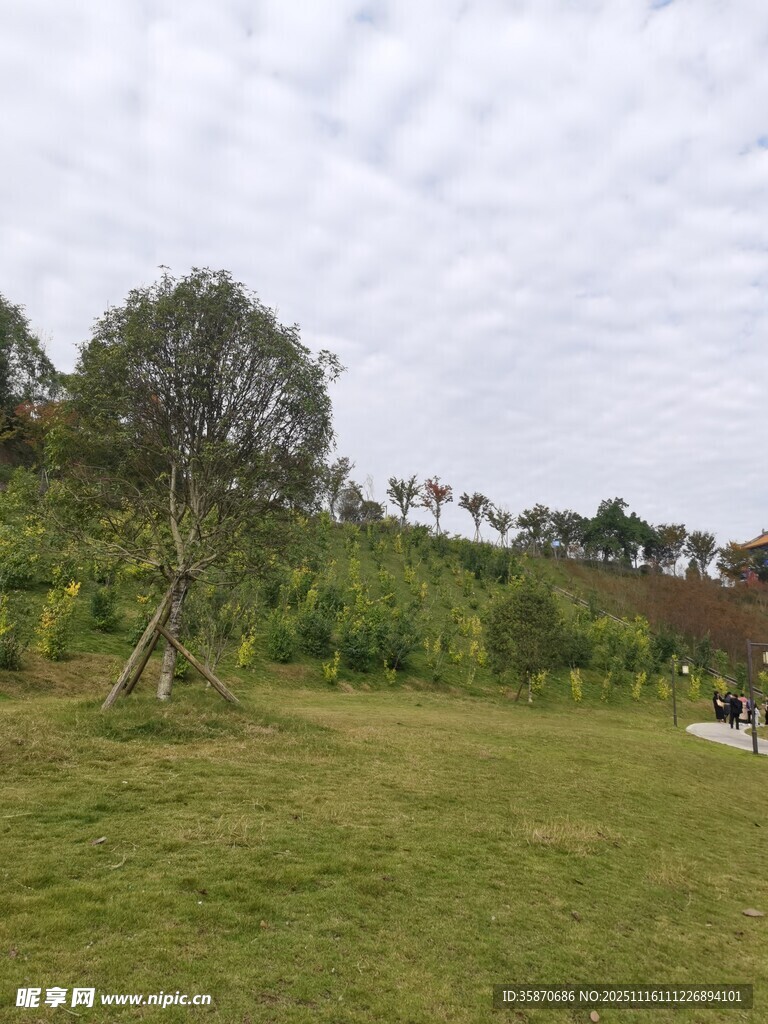 户外草地树林风景图