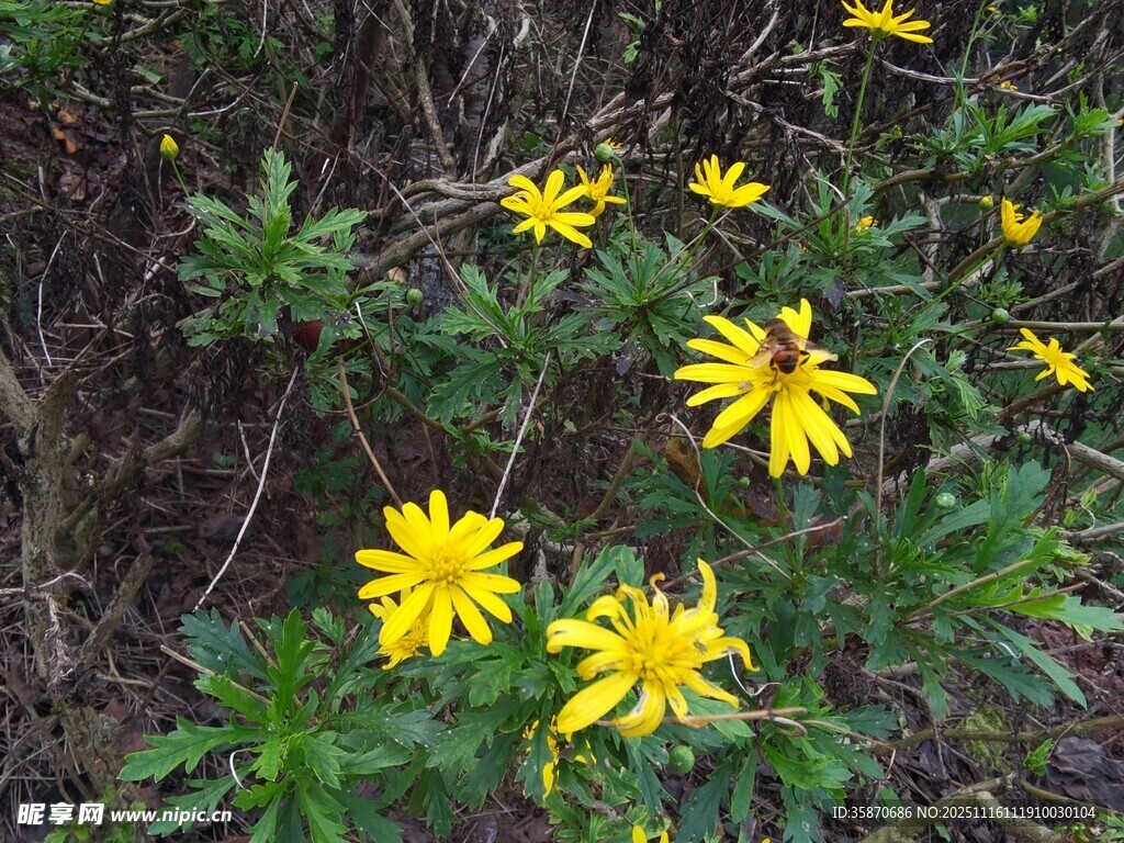 野外绽放的黄色小花