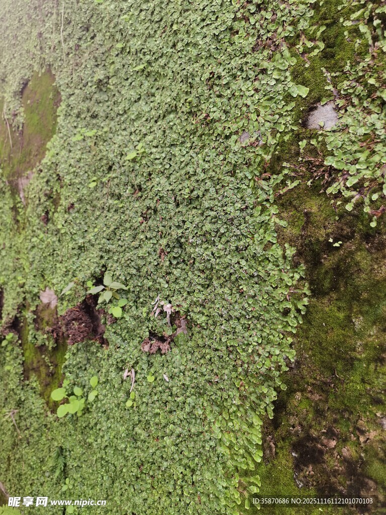 水面漂浮的绿色浮萍植物