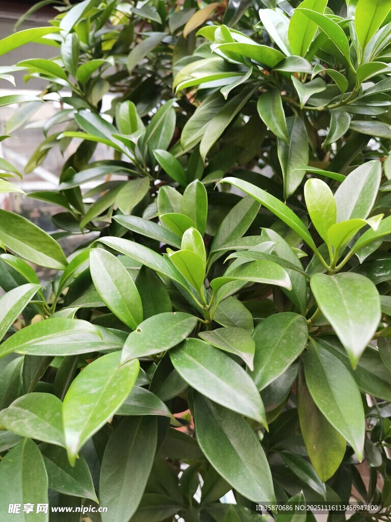 翠绿叶片的生机植物