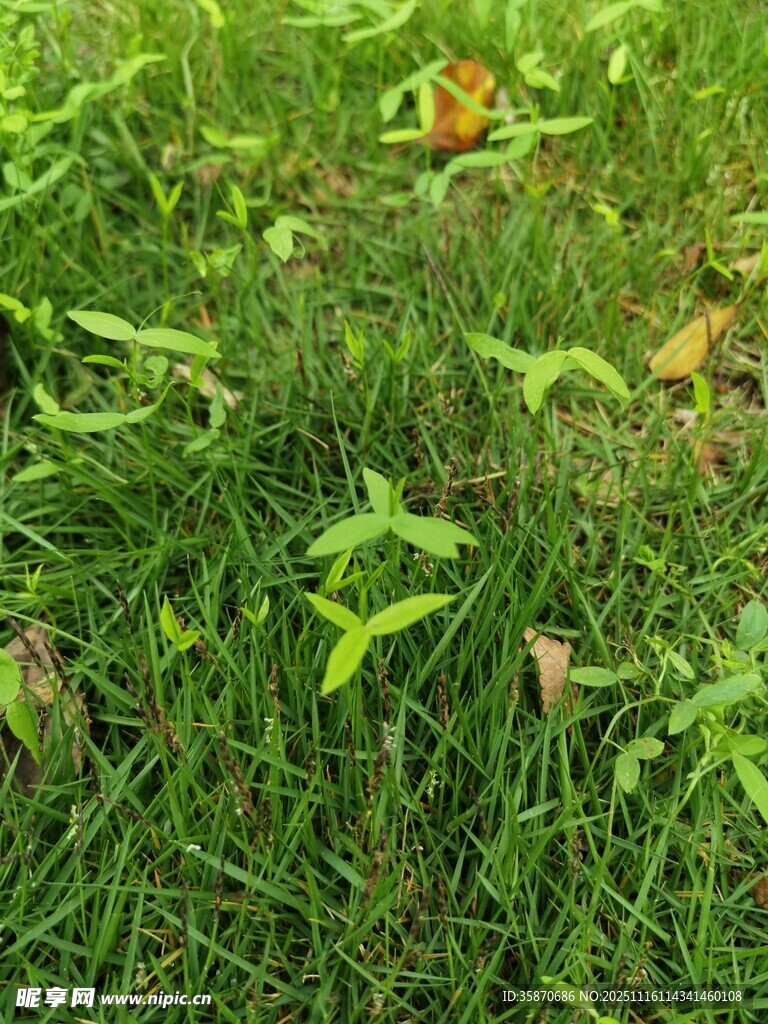 翠绿草地中的零星枯叶