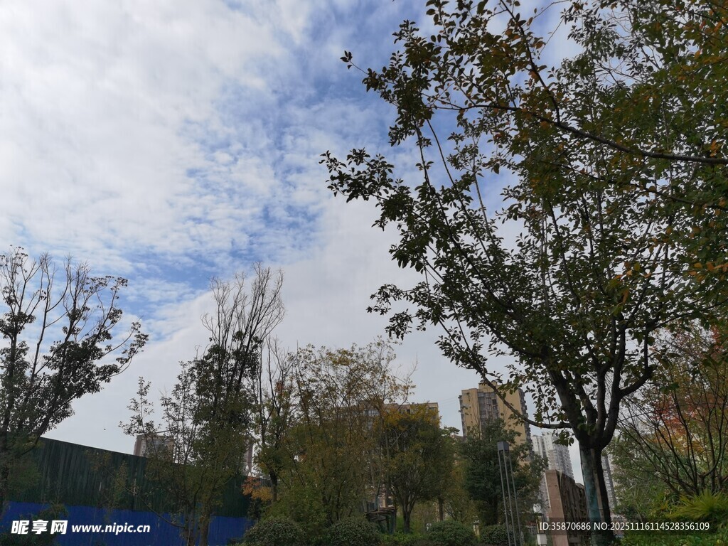 户外绿树蓝天风景图