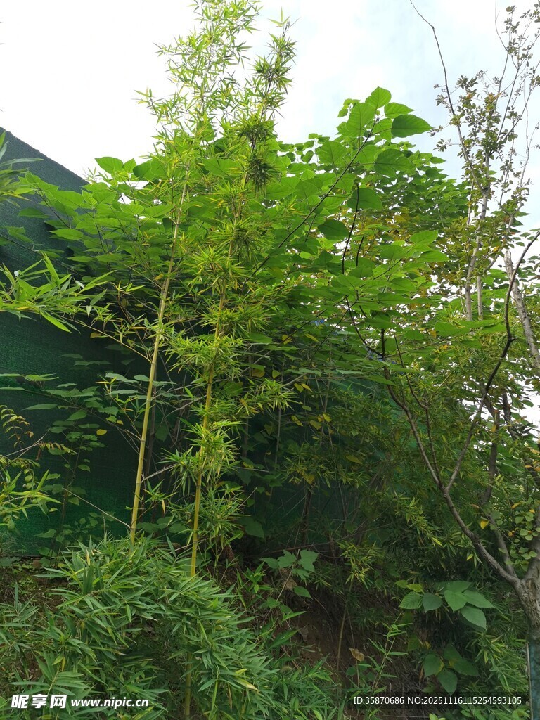 山坡上的繁茂绿植