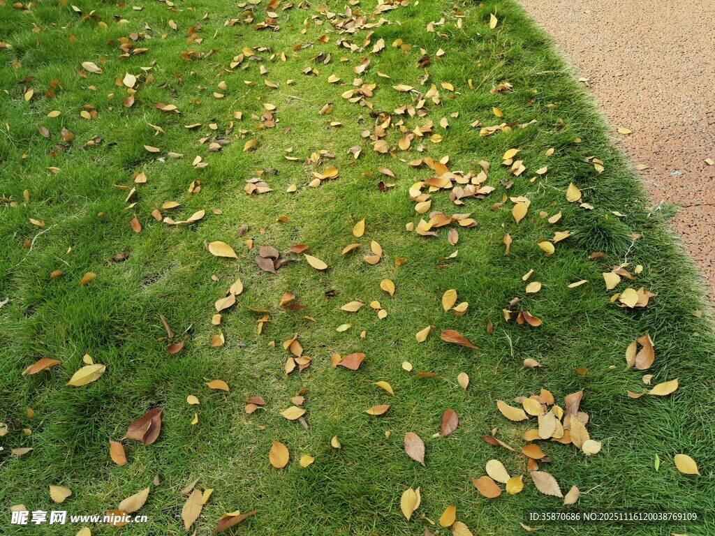 秋日草地落叶景致