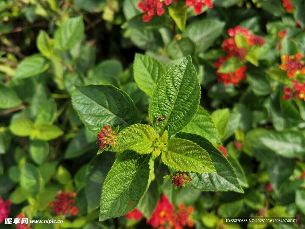 绿叶红花交织的清新景致