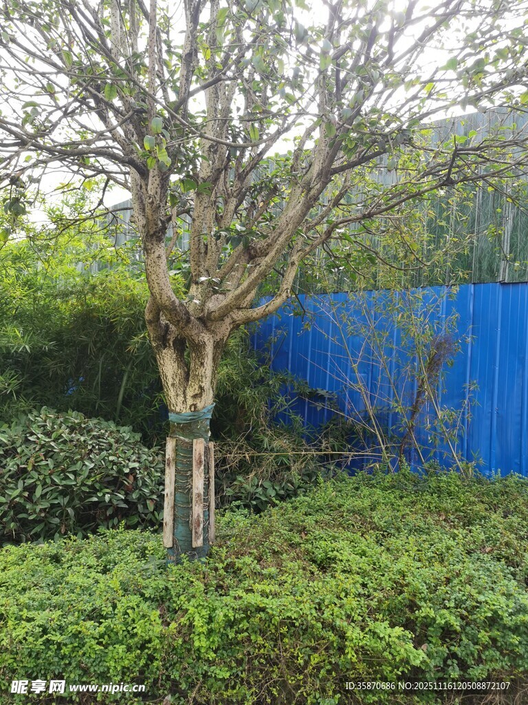 园林中树木与绿植景观