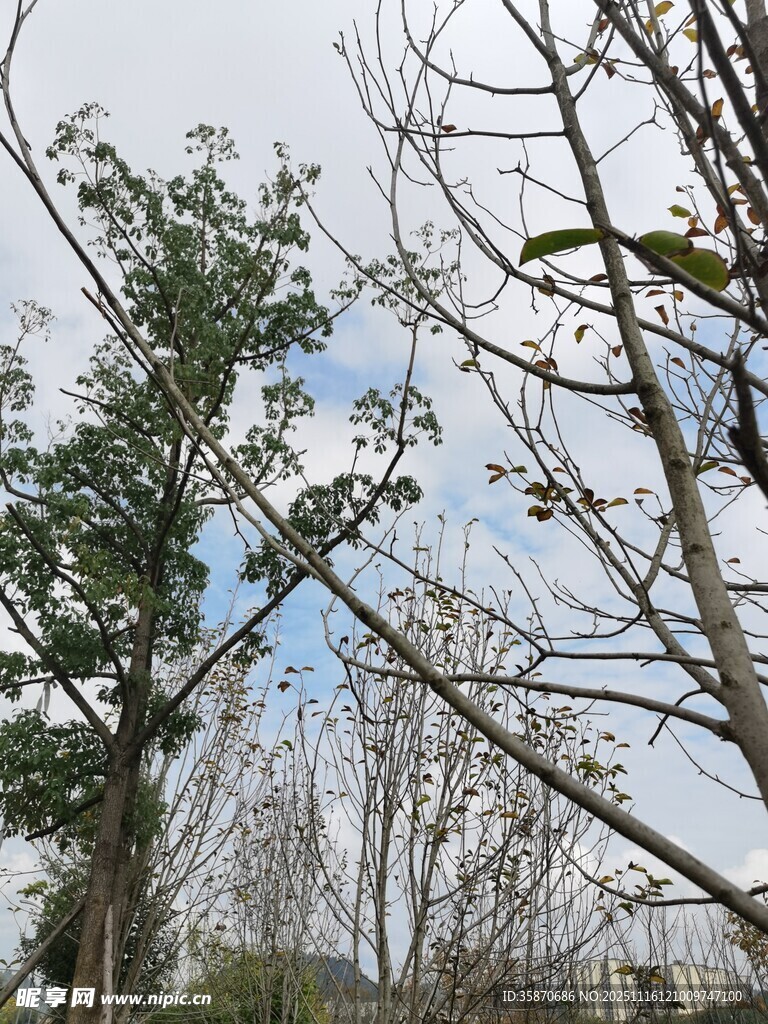 户外树木与蓝天景象