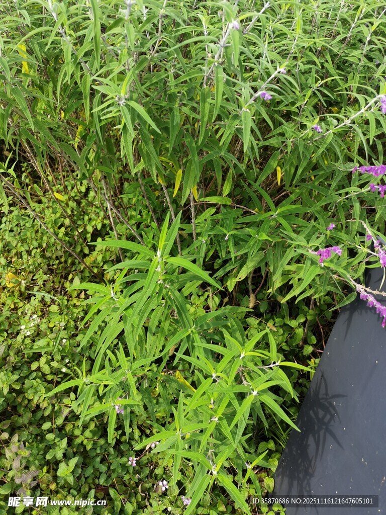 溪边繁茂绿植与紫色小花