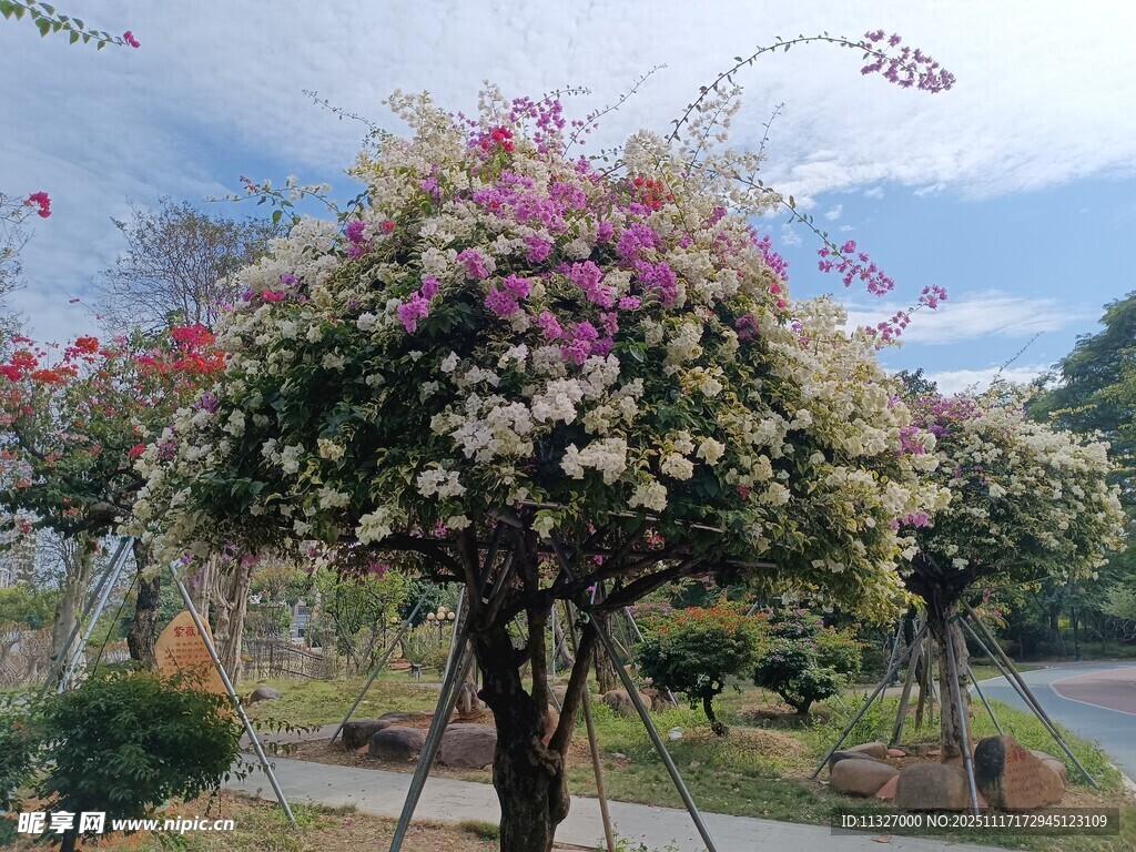 繁花似锦的美丽景观树