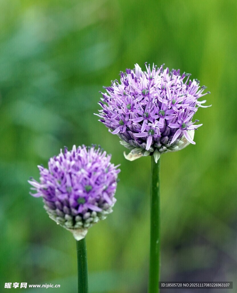 两朵紫色葱属花卉