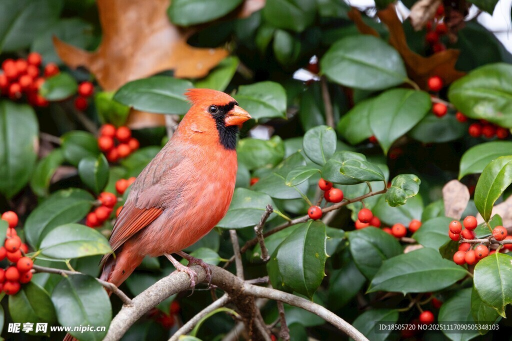红衣鸟栖于红果绿叶间