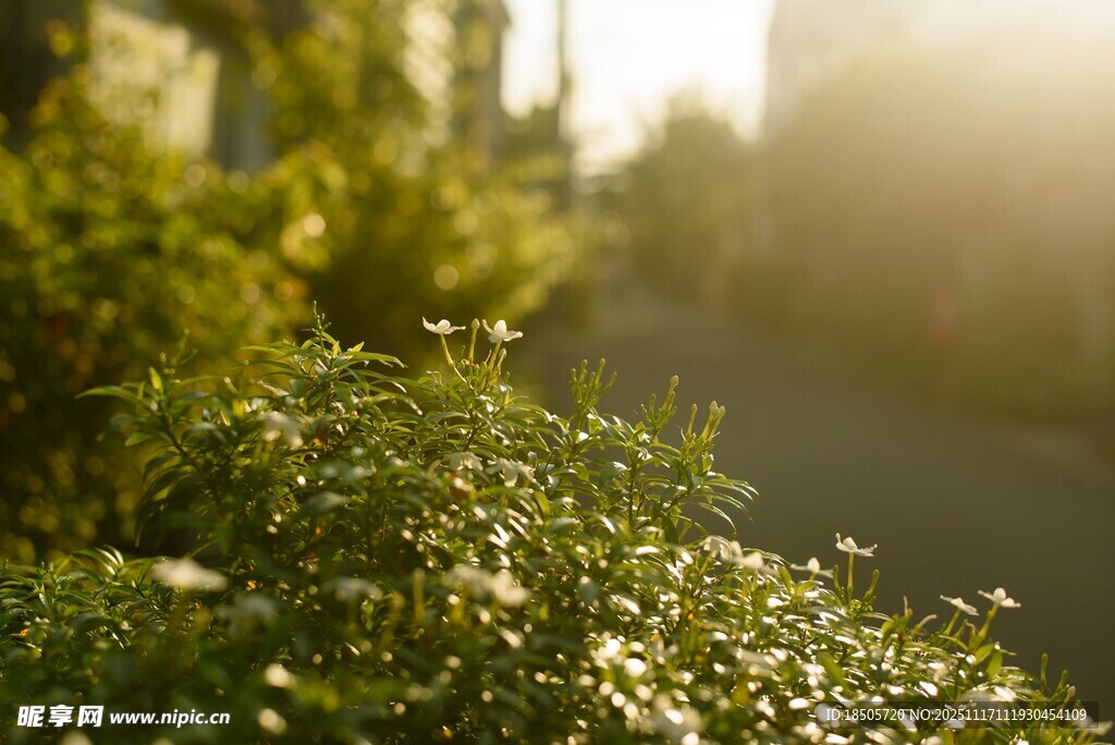 晨光下的绿植景观