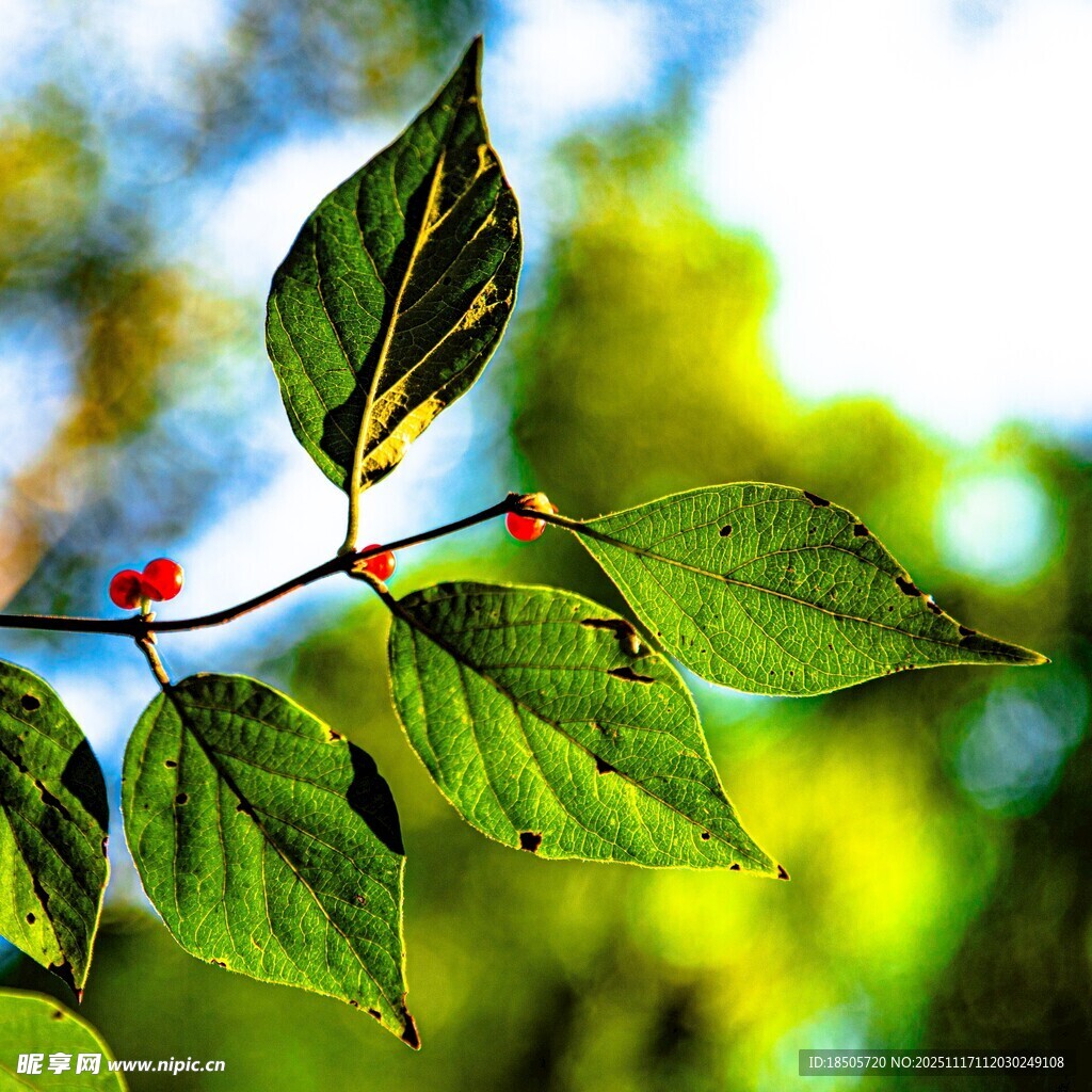 翠绿枝叶上的红色小果