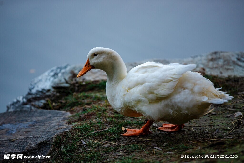 岩石上的白鹅